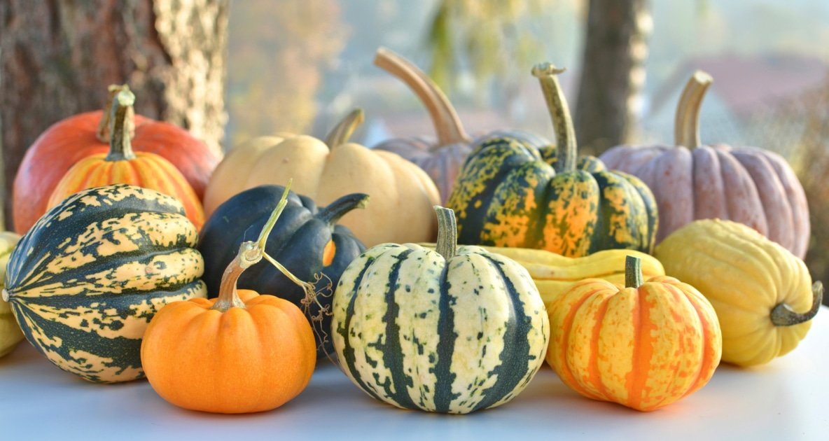 cucurbits-pumpkins-squash-i83246531-1184x630-1.jpeg